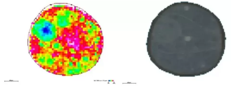 Spatial distribution and segmentation of metabolites m/z 464.1908 at 50 μm resolution